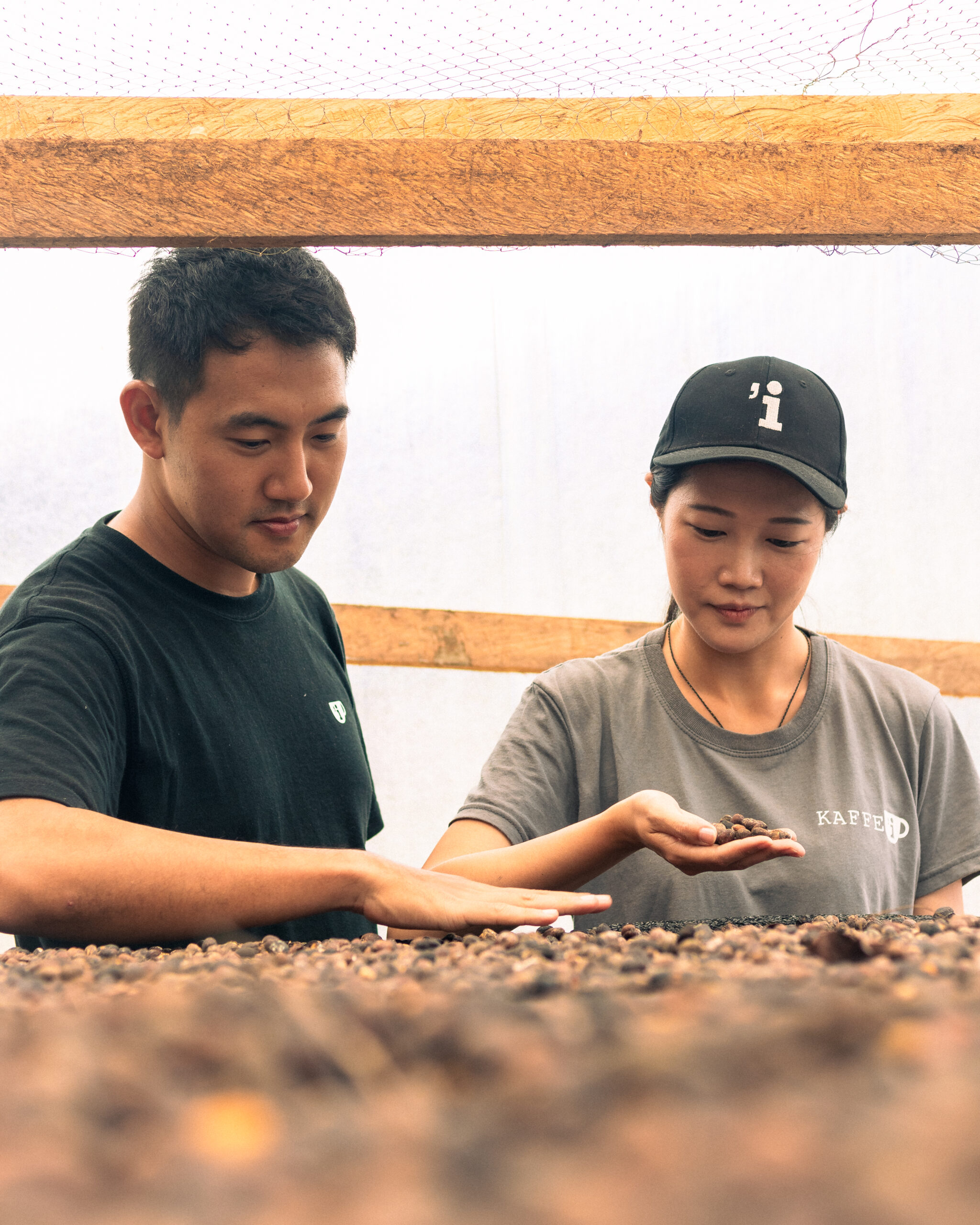 ltxantillas kaffei 13