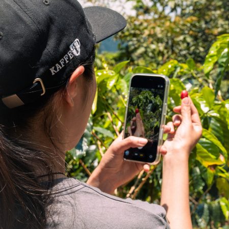 ltxantillas kaffei 40